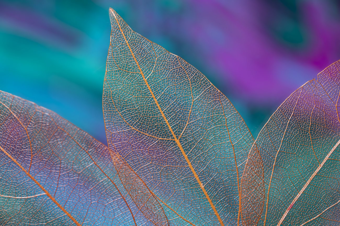 Windows 11 Build 27547: ¿Un Vistazo al Futuro de Windows «12»?